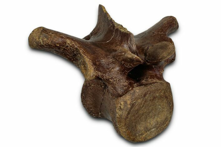 Fossil Dinosaur (Thescelosaurus) Dorsal Vertebra - Montana #353320